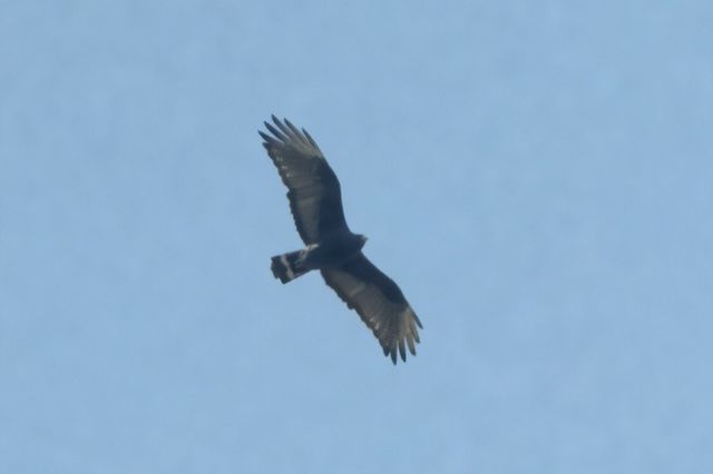 Zone-tailed hawk spotted over Green-Wood Cemetery, April 2, 2022.